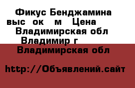 Фикус Бенджамина, выс. ок. 1м › Цена ­ 300 - Владимирская обл., Владимир г.  »    . Владимирская обл.